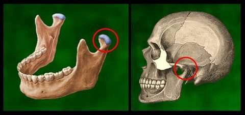 Mandibular Condyle: Anatomy, Function, Disorders, and Treatment