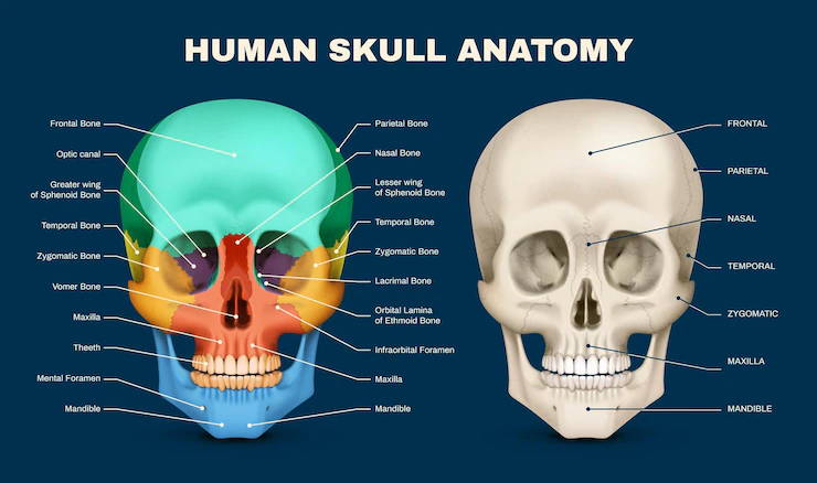 Skull Diagram: A Complete Guide to Human Skull Anatomy